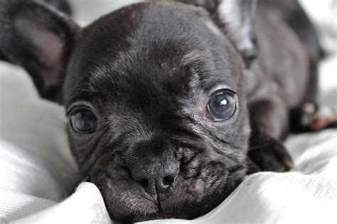  Crying when left alone One of the harder aspects to cope with is how much attention Frenchie puppies need from you