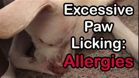  Curbing Anxiety-Induced Paw Licking Once dietary issues and allergies have been ruled out, anxiety often emerges as another underlying cause of paw licking