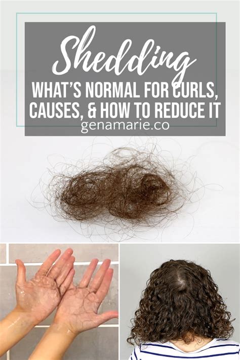  Curly coats may still shed, but they shed the hair upon themselves rather than on your floor