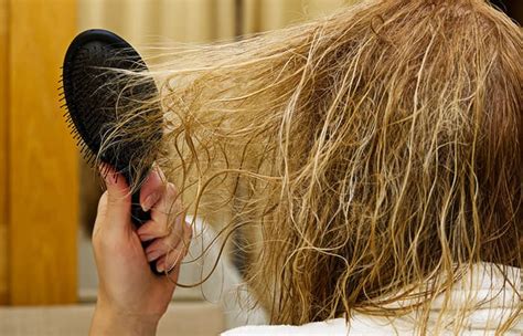  Curly coats require routine brushing and cutting to prevent tangling