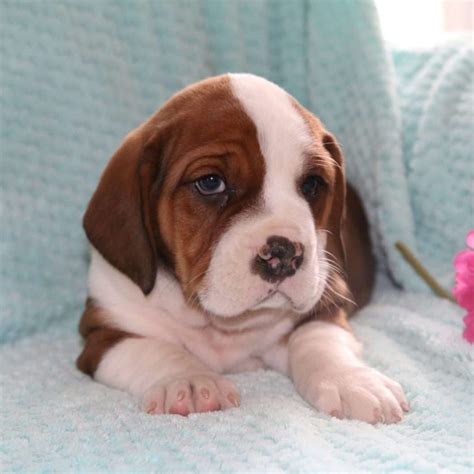  Currently, we do not have any English Bully Basset puppies available, but we can alert you when new English Bully Basset puppies are available! Just enter your email address and click submit! Please enter a valid email address! Related Breeds