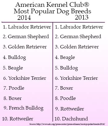  Currently the American Kennel Club ranks them at number 4 in their long list of most desirable