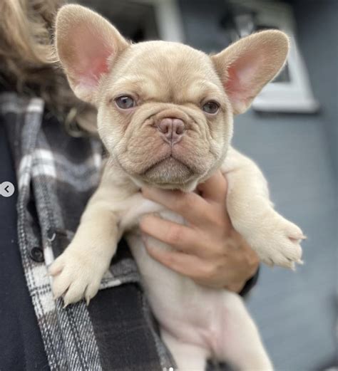  Currently we have isabella french bulldogs for sale