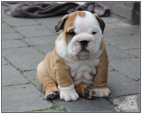  Cute, Cute, CuteSharp wrinkly one of a kind find! We have 7 stunning Olde English Bulldog Puppies available from our recent litter
