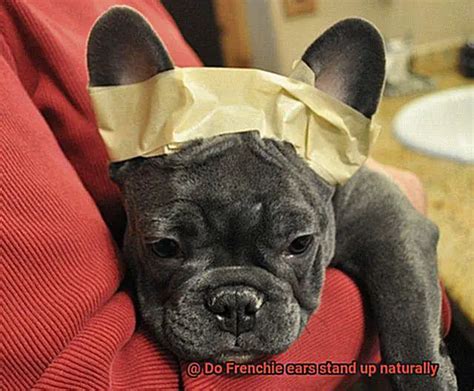  DO NOT allow water to enter the ears! Frenchie ears are erect and open, so its easy to water to get in