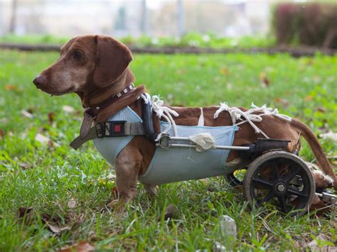  Dachshunds, and carts have been developed to prop up the hind legs, allowing affected animals to get around