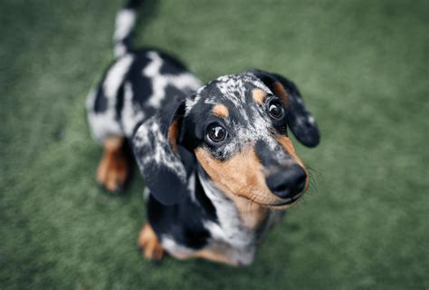  Dachshunds generally live for years on average