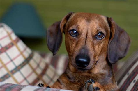  Dachshunds good apartment dogs? Are Dachshunds good with kids? We specialize in AKC registered smooth, longhair and wire-haired miniature dachshunds