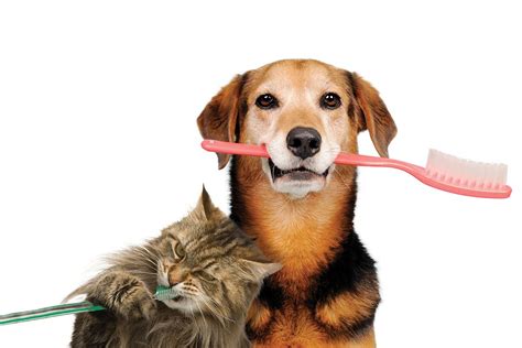  Daily dental care plus cleanings at the vet as needed can help prevent this and other painful dental diseases later in life