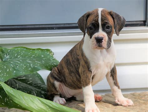  Dakota, our delightful little darling, is searching for a forever home, and she would love to meet you! AKC - Best Rated - awarded best boxer breeder - puppies for sale 