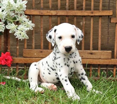  Dalmatian puppies AKC registered rclement