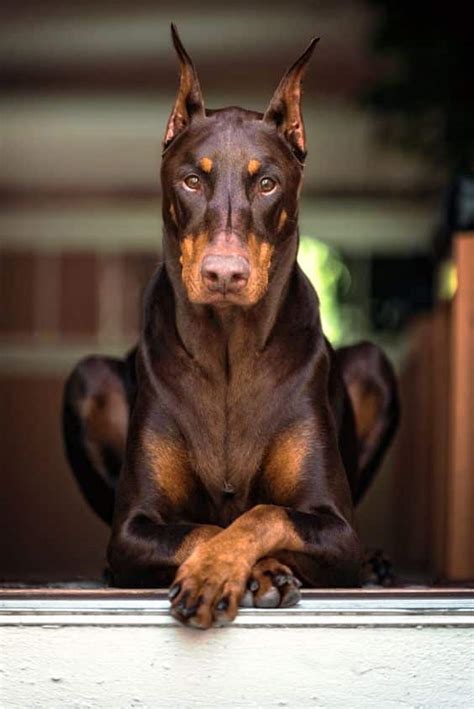  Dedicated to preserving the correct temperament, health, and conformation in the Doberman