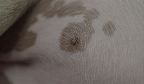  Deeply pigmented or white areas of coat are unaffected