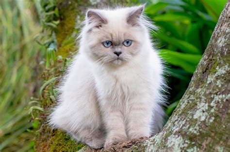  Deland Gorgeous Himalayan Persian kitten