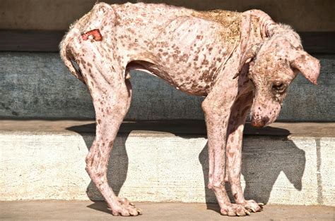  Demodectic mange is usually localized on one spot of an infected Frenchie while the Sarcoptic mange is much more general on the body of the infected dog, it is also contagious to humans, unlike the demodectic mange
