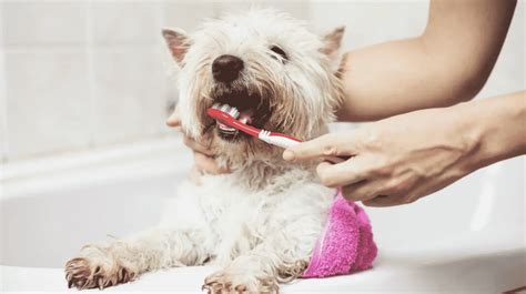  Dental Care for Dogs: Looking after your dog