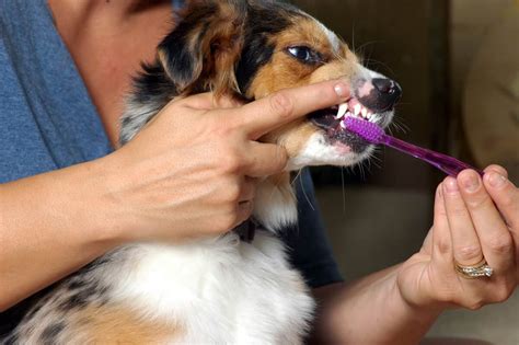 Dental Care for Dogs: Taking care of your pup