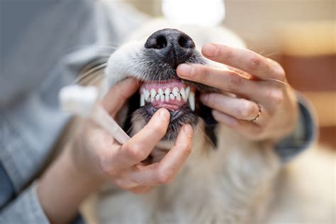  Dental care in dogs is often forgotten; however, this has a large impact on your dog