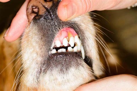  Dental diseases, like gum disease, are the most common health issues in older dogs because dental care is often overlooked; and, it can lead to other serious health issues