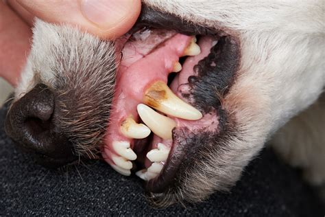  Dental problems — shorter faced dogs often have crowded teeth with can cause dental problems