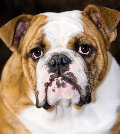  Dependable and predictable, the bulldog is a wonderful family pet and loving to most children