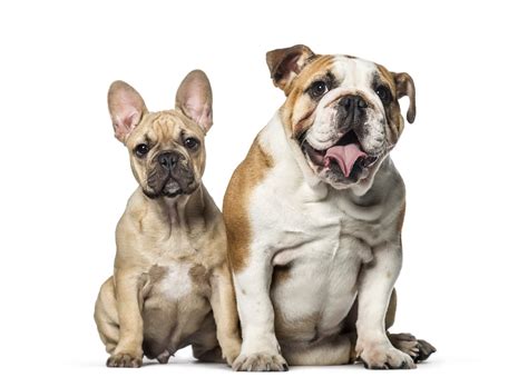  Depending on the type of bulldog you own, neck measurements can vary greatly