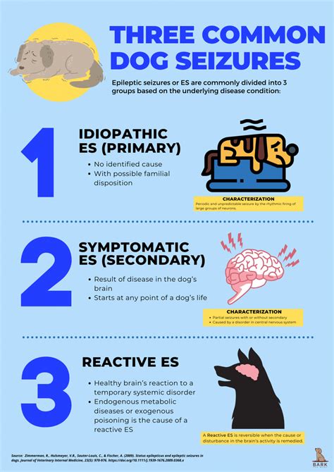  Depending on the type of seizure and its underlying cause, there are various ways to treat dog epilepsy, from prescribed medications, dietary changes, nerve stimulation, or, in severe cases, surgery