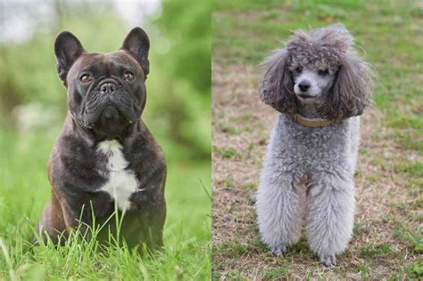  Depending on whether your French Boodle leans towards the Miniature Poodle or the French Bulldog, he will weigh between 16 and 25 pounds when he reaches adulthood