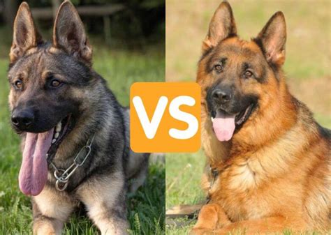  Depending on which lines your German Shepherd Dog comes from, the prices can vary a lot! Show line German Shepherds are the dogs that are bred for conformation shows