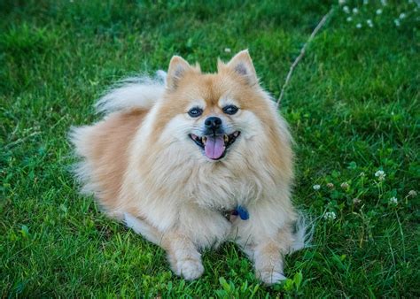  Descendent of large sled dogs, the Pomeranian is a sociable dog with a lush coat of hair