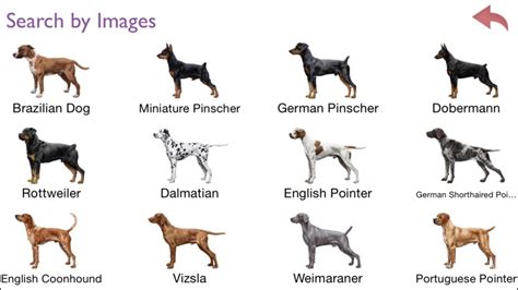  Description: This test enables you to identify if a dog will have a naturally long or short tail