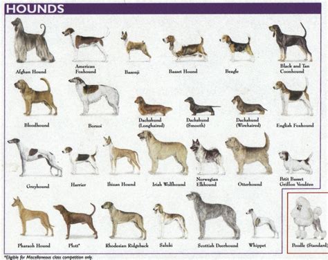  Designer dogs are typically named based on the breeds used for mating