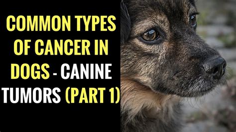  Despite all that we do to support the health of our beloved dogs, cancer is still a common diagnosis