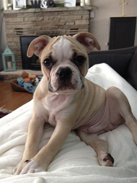  Despite being stubborn, the French Bulldog English Bulldog mix is also a people-pleaser, which can help with training
