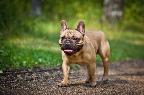  Despite having the strong, muscular body of a bulldog Frenchies are small in size: adult males usually weigh 20 to 28 pounds while females are 16 to 24 pounds