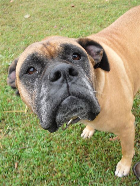  Despite its large build, the Bull Mastiff Boxer cross is a sensitive animal that owners must treat nicely