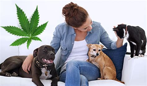  Despite the challenges blocking an easy path for cannabis access, pet owners should be encouraged to hear what all three health care specialists stressed: the more research is focused on the cannabis-animal relationship, the closer we can get to unlocking new therapeutic benefits for sick pets needing alternative treatments