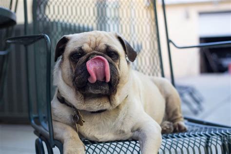  Despite their adaptation to heat, pugs cannot thrive well outdoors in hot and humid regions Pugs do not require high-intensity exercises; however moderate exercising will be sufficient
