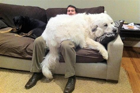  Despite their huge size they feel like small lapdogs who like to cuddle with their owners