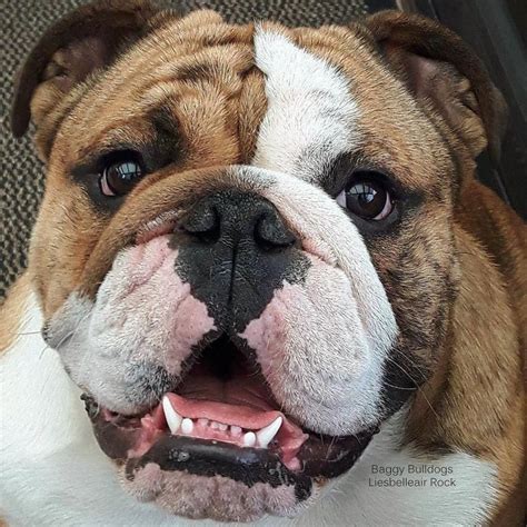  Despite their laid-back attitude, English bulldogs are courageous and thus, make an excellent guard dog