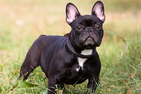  Despite their name, they are originally from England! Whether your French Bulldog is a young puppy or an old senior dog, your furbaby deserves access to any medical care needed to ensure a happy, healthy life