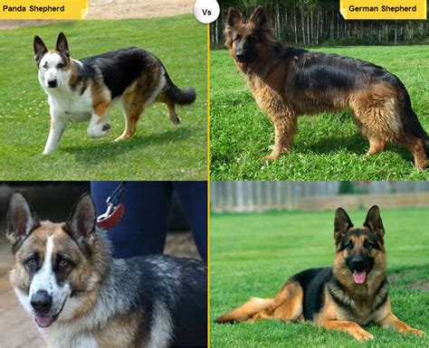  Despite their unusual colorations, these dogs are very similar to all other German Shepherds