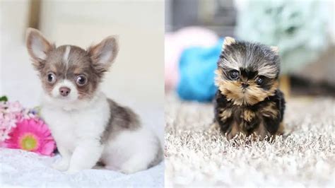  Despite this, Teacup dogs have gained popularity in recent years due to their small size and cute appearance