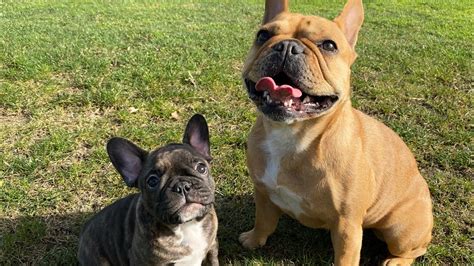  Despite this reputation, Frenchies are active and enjoy walking and playing with their owners
