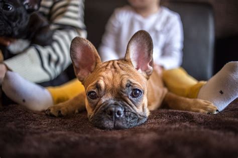  Despite yearning for affection, Frenchies make excellent watchdogs because they hardly ever bark without reason