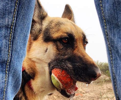  Destructive chewing is often seen in both German Shepherds and Rottweilers, so you can expect a similar response from your dog if you leave her all by herself every day