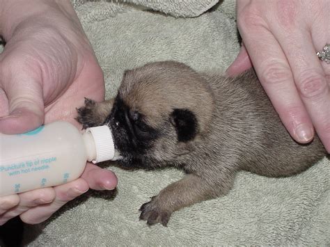  Details regarding making this change can be found here: Feeding a Pug