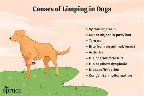  Determining whether the limp is gradual or sudden and which leg your dog is limping on can help a veterinarian diagnose the cause and potential solutions or support options
