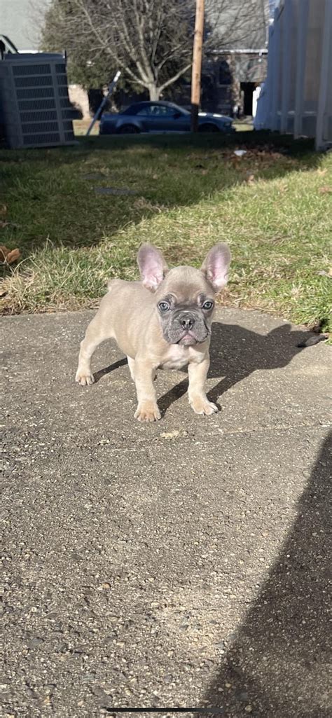  Developer 1st time Frenchie owner needed something drastically different than my Goldie