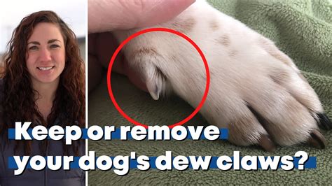  Dewclaws may be removed